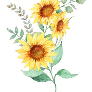 Plant Watercolor Illustration of Sunflower Bouquet